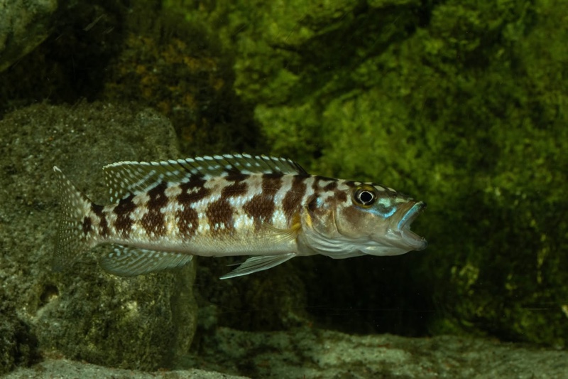 Lepidiolamprologus kamambae 'Kerenge Island'